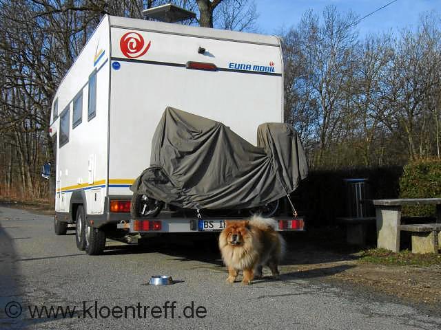 Bild unseres Chow Chow